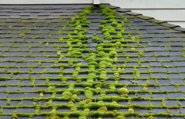 Roof Clean Plus, LLC Picture 4