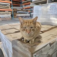 Rosedale Roofing Co Inc ico