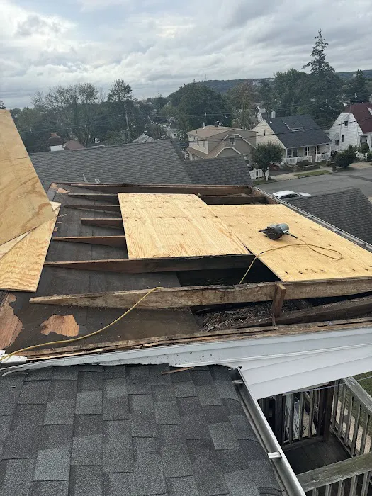 Roof Shark Picture 4