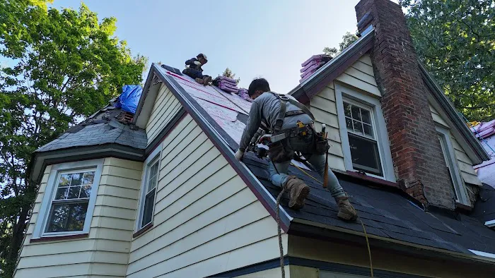 Roof Shark Picture 9