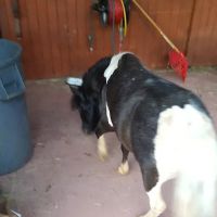 Ortiz Roofing Inc ico