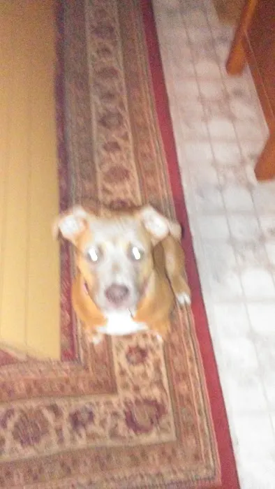 Alberts Specialty Roofing Picture 1