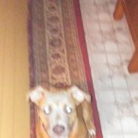 Alberts Specialty Roofing ico