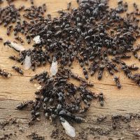 First Response Emergency Services ico