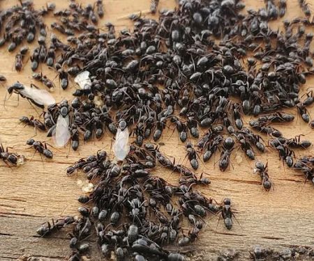 First Response Emergency Services