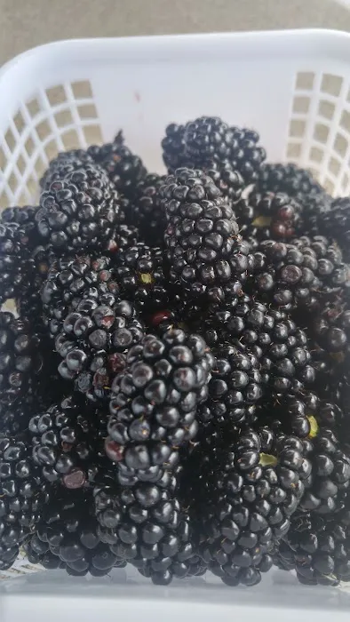 Russells Roofing Picture 5