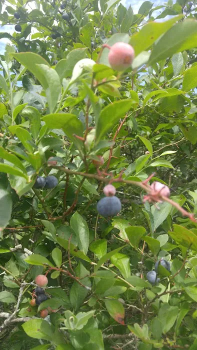 Russells Roofing Picture 7