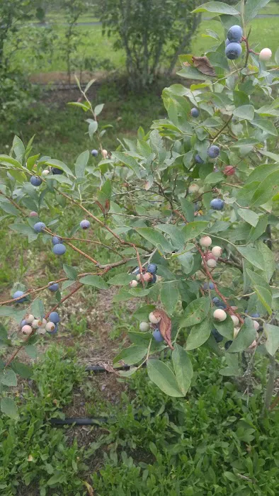 Russells Roofing Picture 6