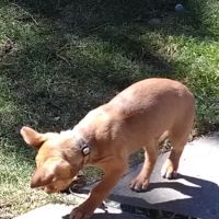 Lawrence Austin A ico