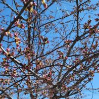 Morelli Contracting Co Inc ico