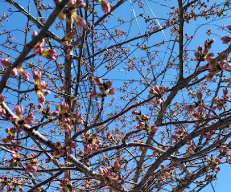 Morelli Contracting Co Inc