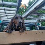 Cardinal Roofing & Siding Inc