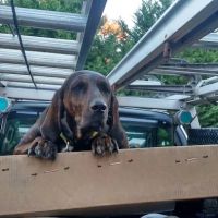 Cardinal Roofing & Siding Inc ico