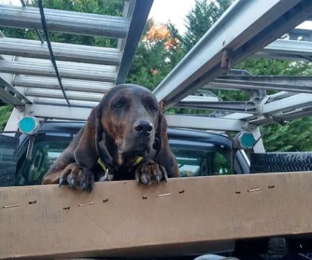 Cardinal Roofing & Siding Inc
