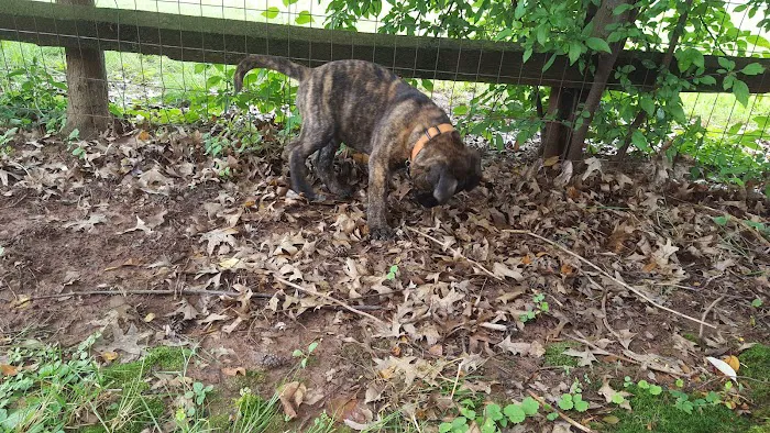 Mark J Fisher Roofing Picture 4