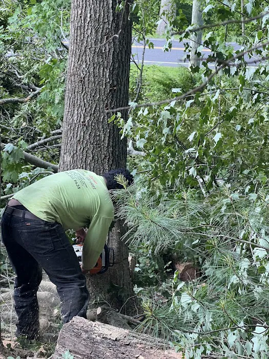 Madecol roofing and tree cutting service llc Picture 8