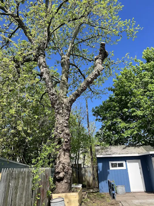 Madecol roofing and tree cutting service llc Picture 4