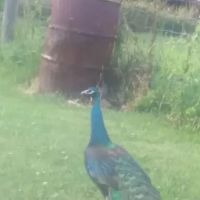 Fisher's Roofing & Siding ico