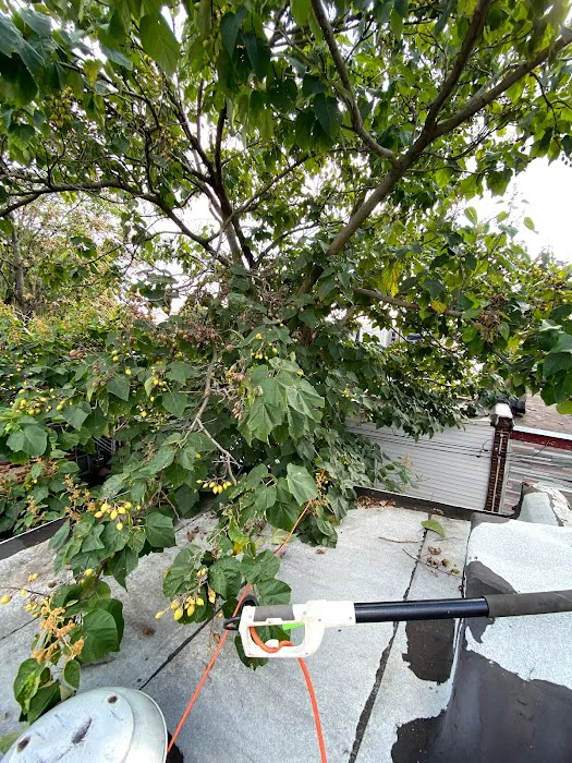 RAPTOR ROOFING Picture 9