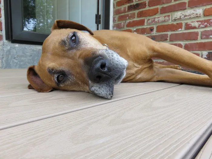 Duke Roofing and Renovations Picture 3