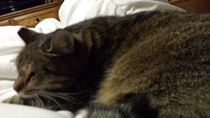 Jamestown Quality Roofing Picture 6