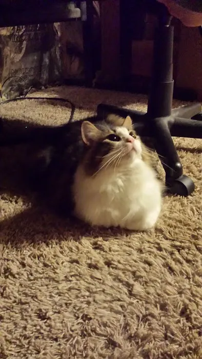 Jamestown Quality Roofing Picture 7