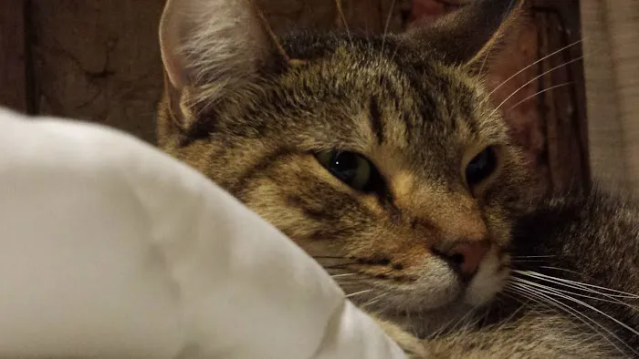 Jamestown Quality Roofing Picture 4