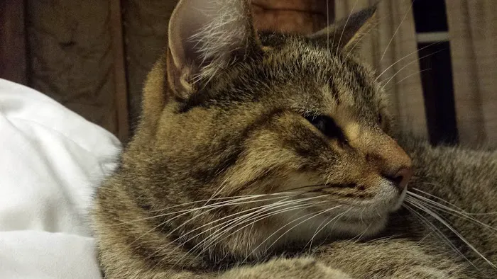 Jamestown Quality Roofing Picture 8