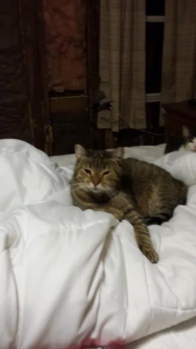 Jamestown Quality Roofing Picture 1