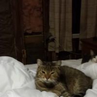 Jamestown Quality Roofing ico