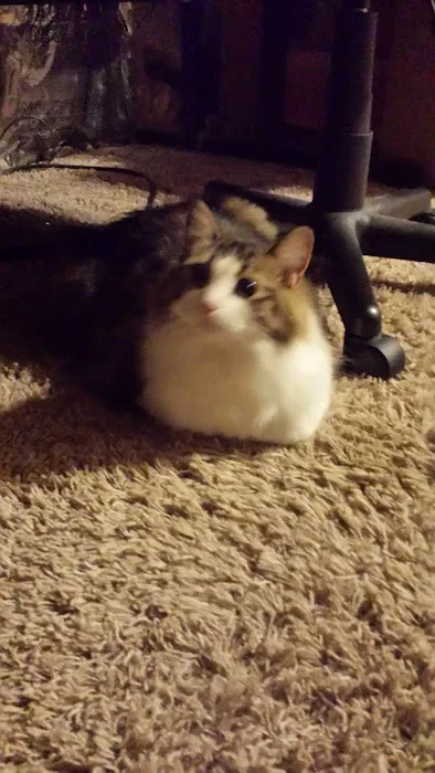 Jamestown Quality Roofing Picture 5