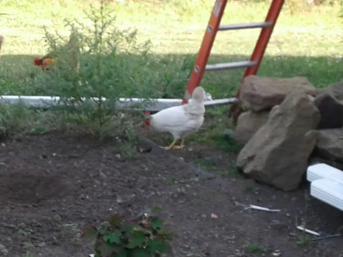 Architectural Roofing Contractors Picture 1