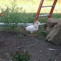 Architectural Roofing Contractors ico