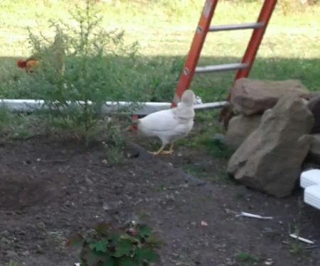 Architectural Roofing Contractors