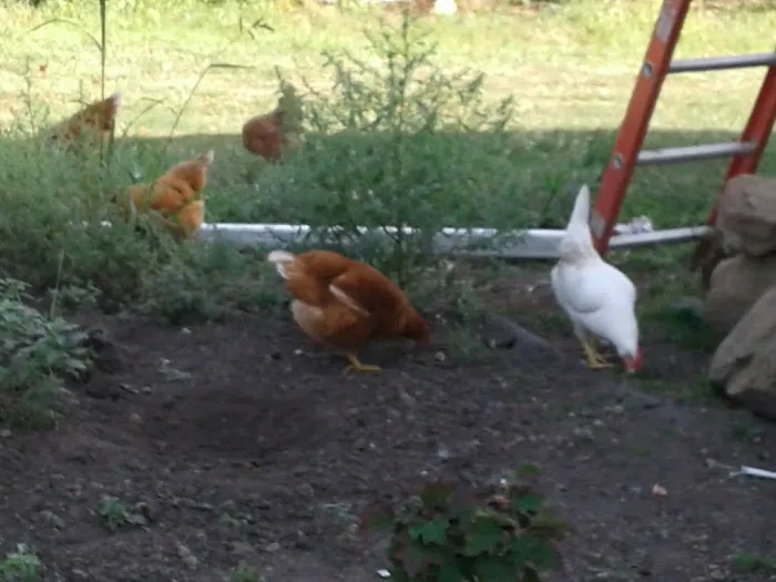 Architectural Roofing Contractors Picture 4