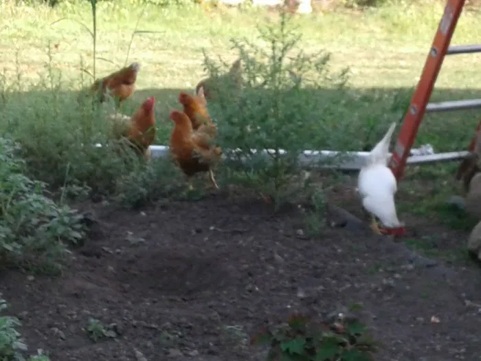 Architectural Roofing Contractors Picture 8