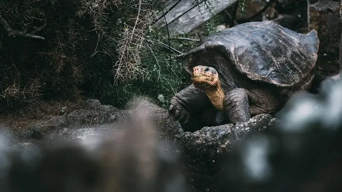 Anthony Roofing Picture 10