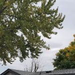 Grand Design Roofing