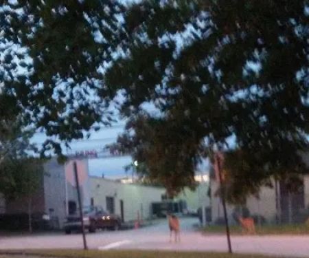 Pring & Sons Roofing Inc