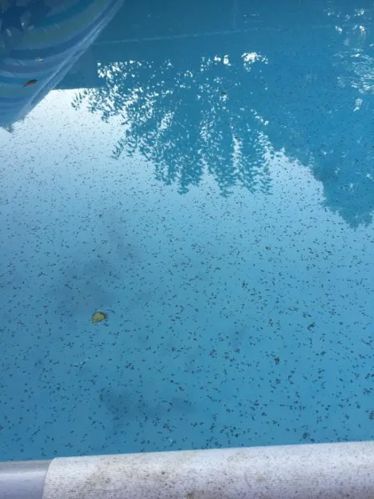 American Roofing Picture 9