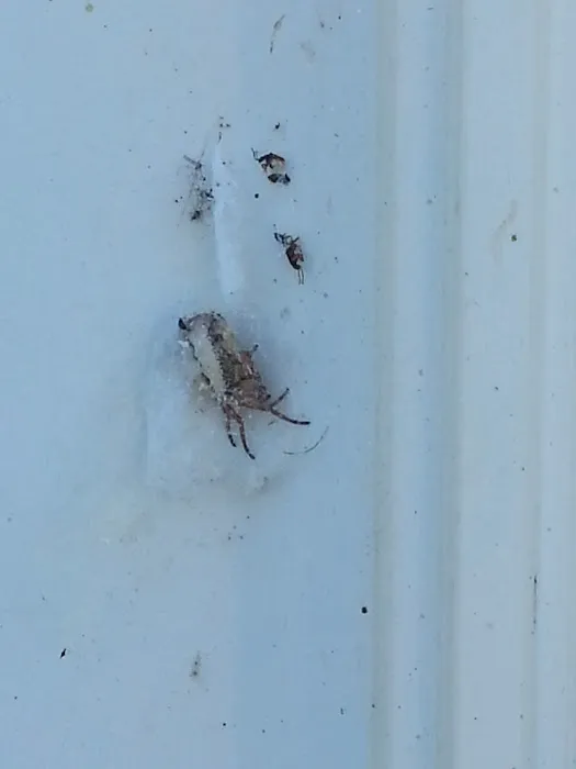 Mc Nichols Roofing Picture 1