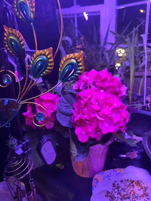 Spanish interprete. Picture 1