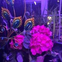 Spanish interprete. ico