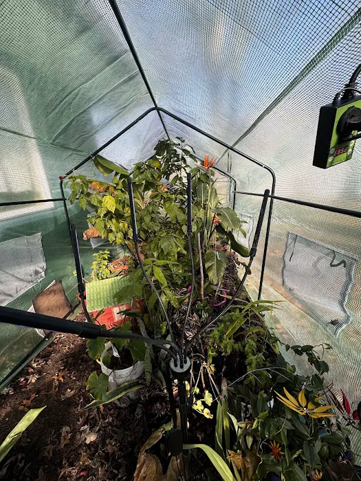 Spanish interprete. Picture 8