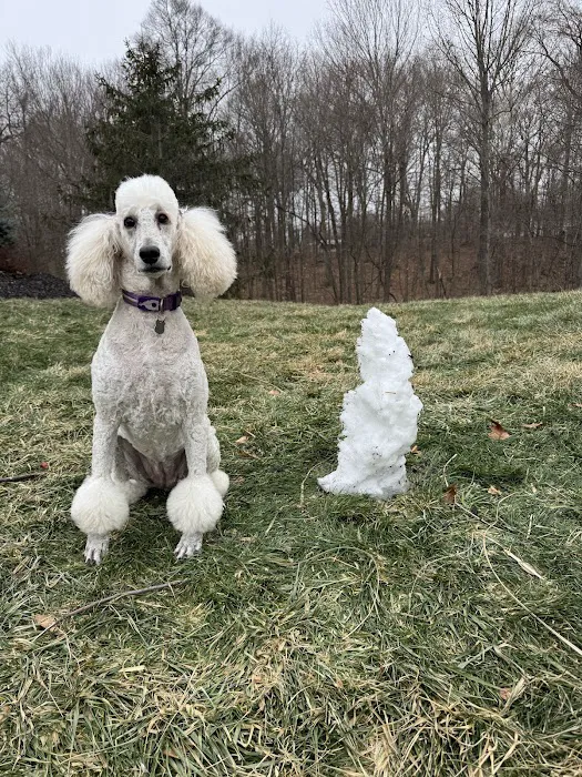 Mighty Dog Roofing of Columbus East Picture 7