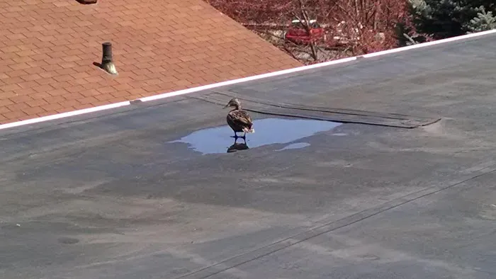 CS Roofing Company Picture 10