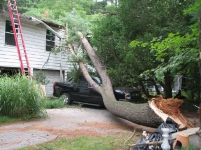 A Local Guy Picture 9