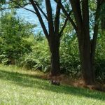 America's Roofing Company