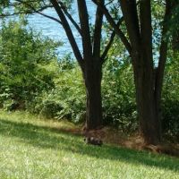 America's Roofing Company ico