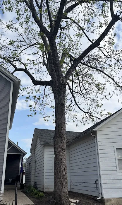 Smith and Sons Ohio (Roof & Tree) Picture 6